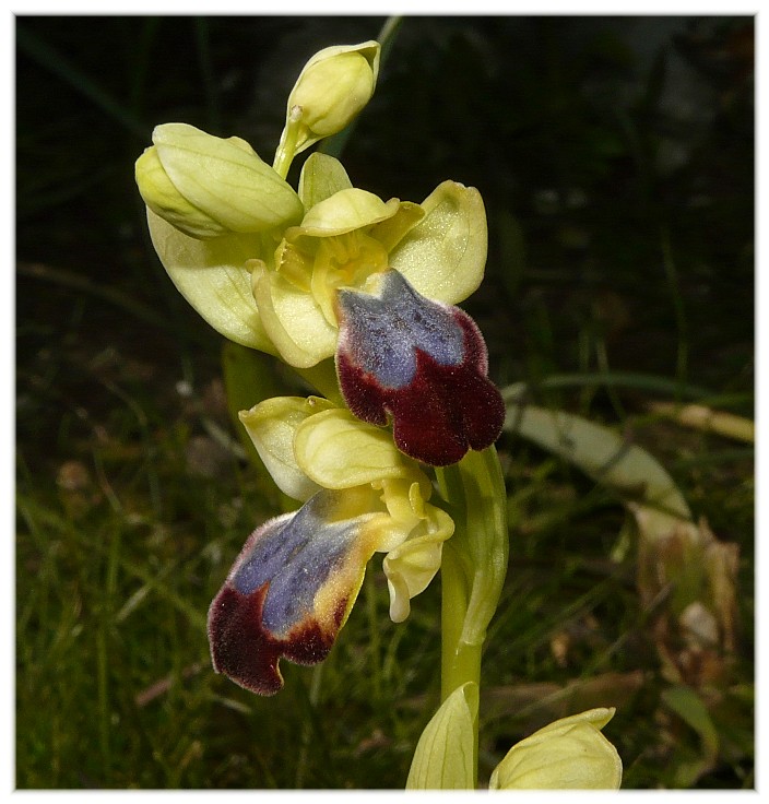 Orchis collina .......ed altro....